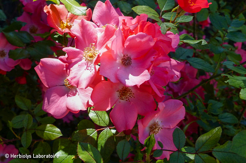 Phytothérapie de rose de provins - Extrait de plante fraîche bio - Herbiolys Laboratoire 